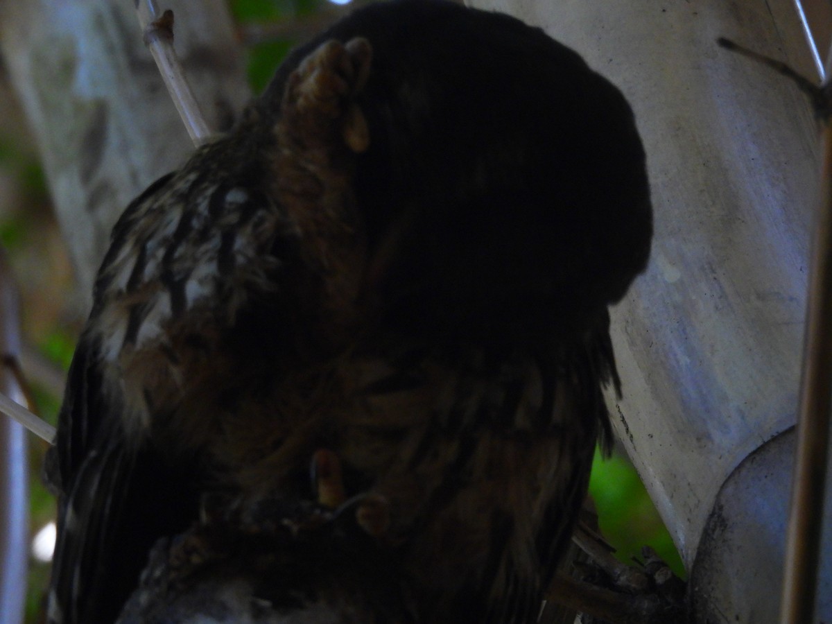 Mottled Owl - Daniela Ruz