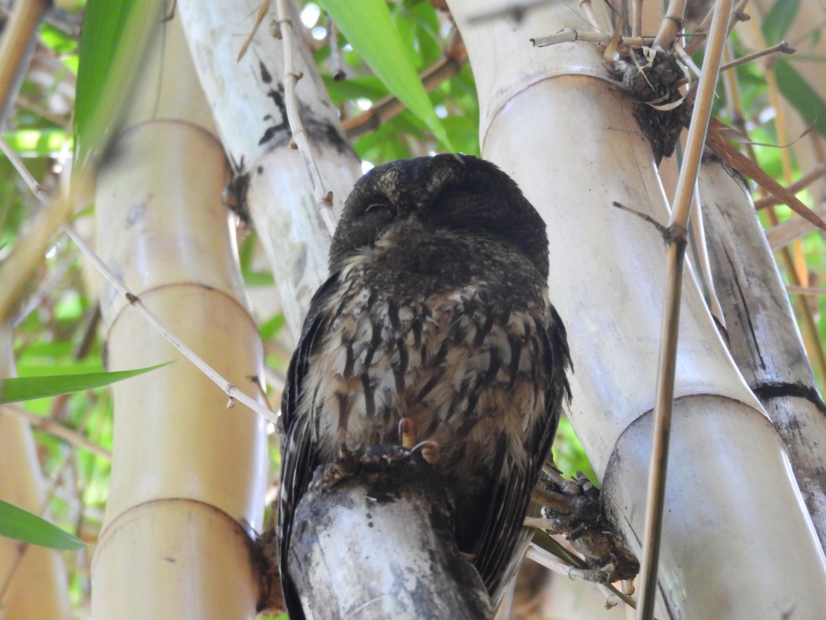 Mottled Owl - Daniela Ruz