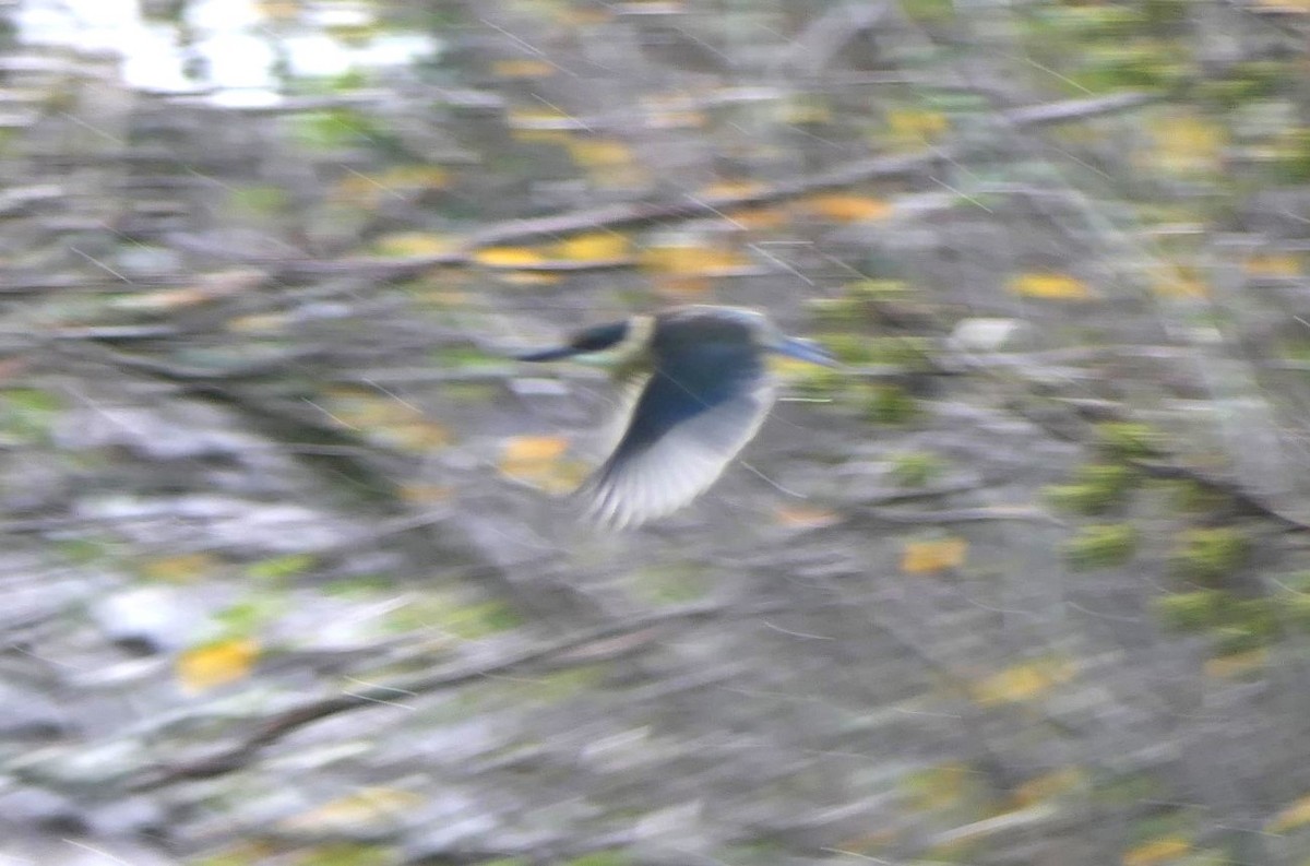 Sacred Kingfisher - ML619516566