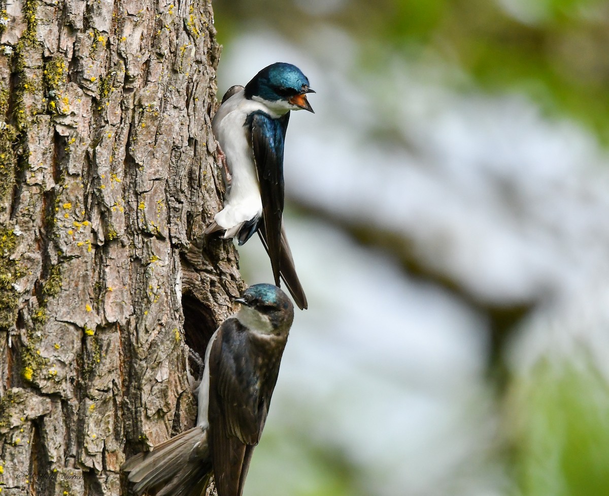 Golondrina Bicolor - ML619516567