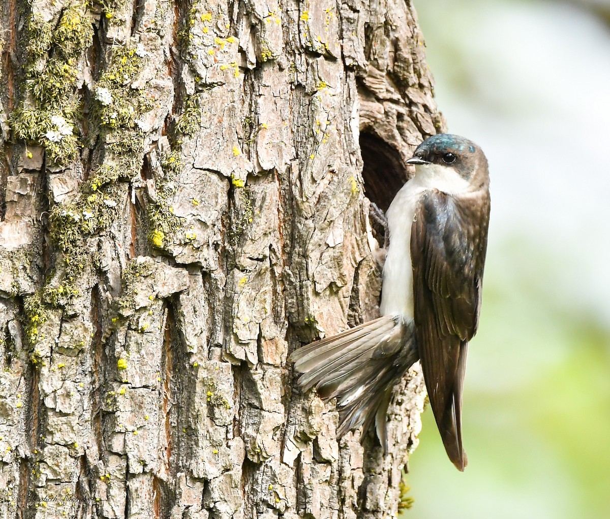 Tree Swallow - ML619516569