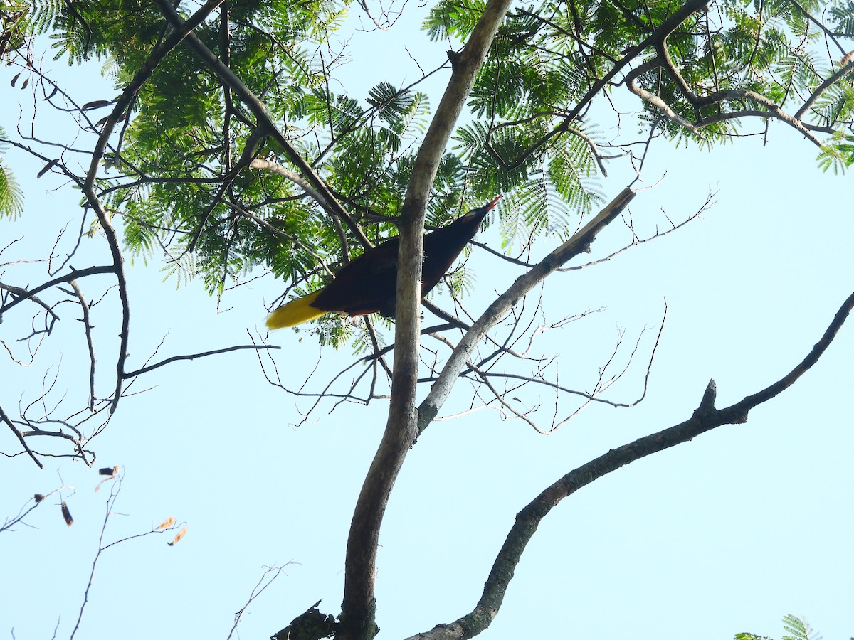 Montezuma Oropendola - Daniela Ruz