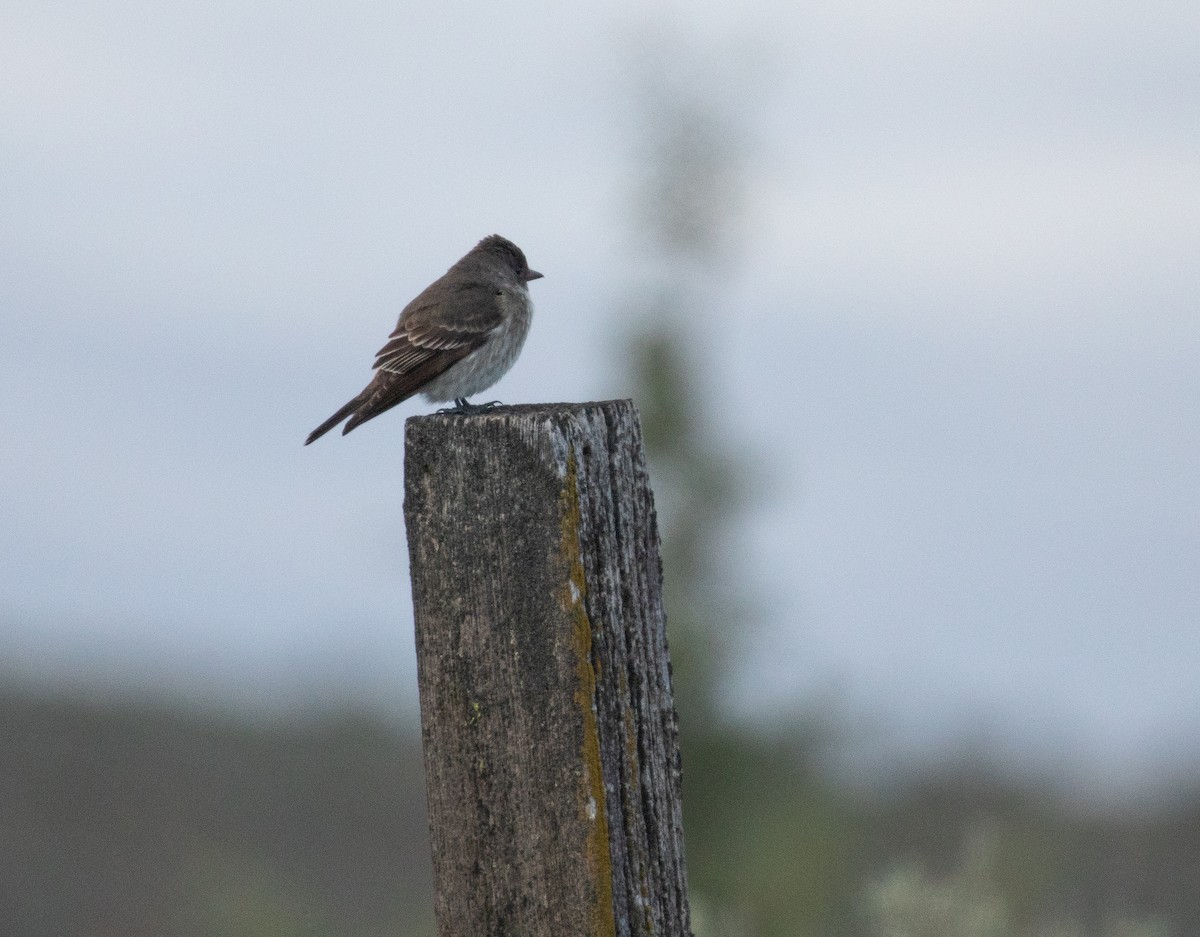 Western Wood-Pewee - Chuck Gates