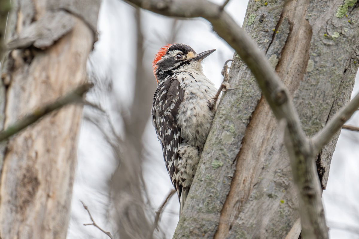 Nuttall's Woodpecker - Xiang Gao