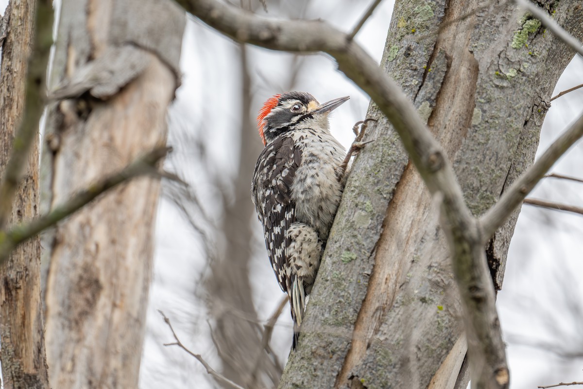 Nuttall's Woodpecker - Xiang Gao