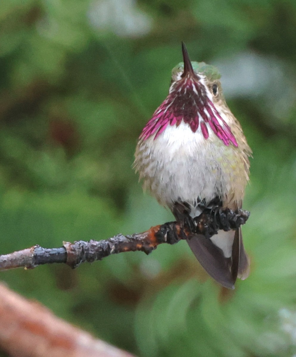 Calliope Hummingbird - Susan Hovde