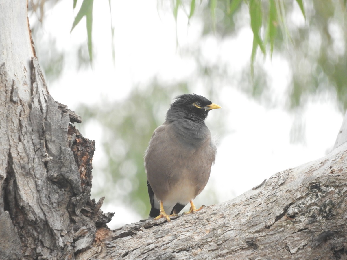 Common Myna - Charles Silveira