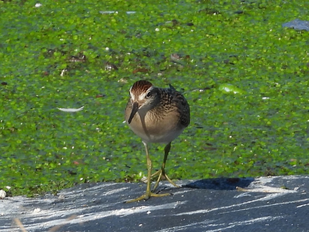 Sharp-tailed Sandpiper - ML619516605