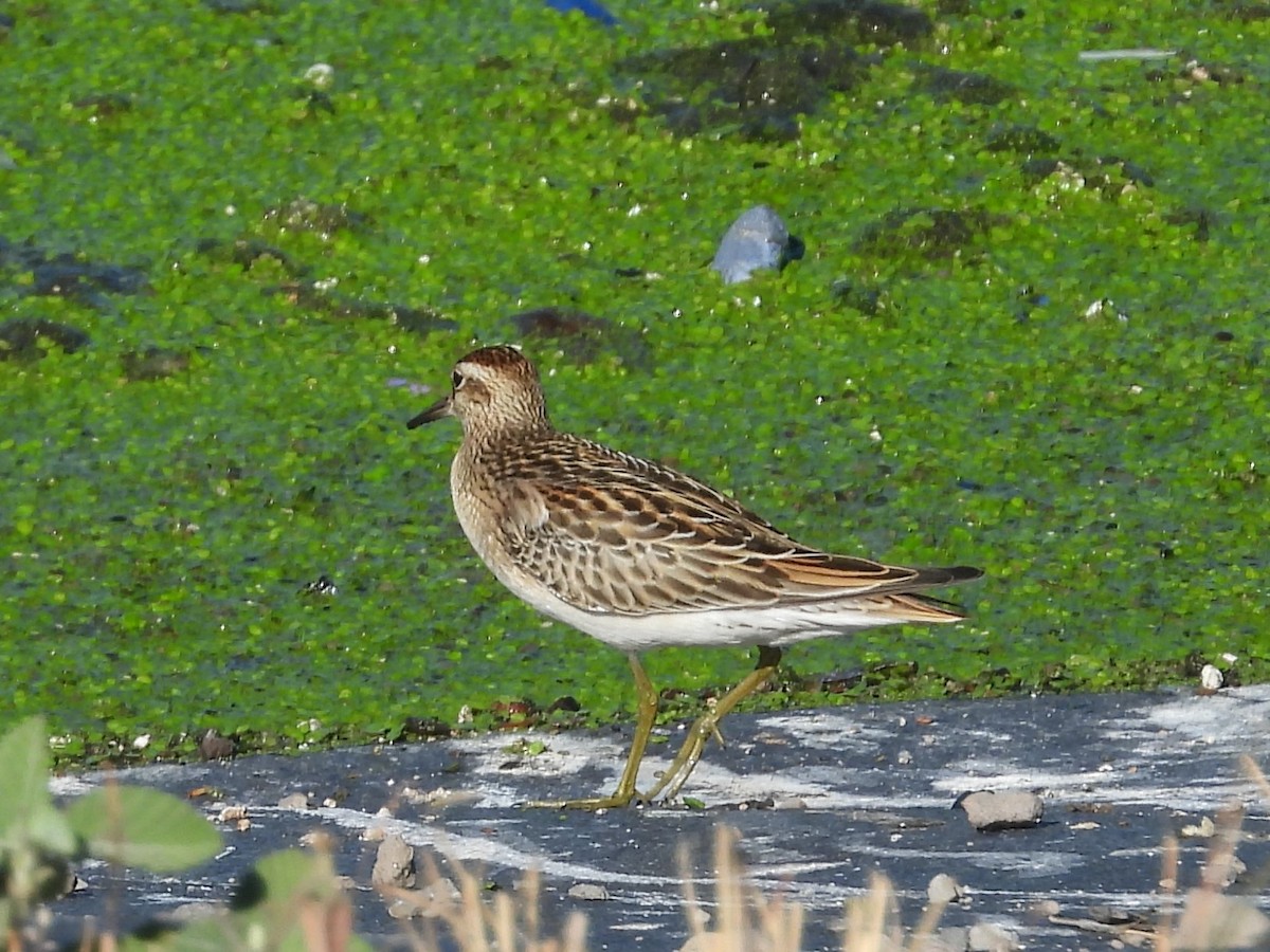 Sharp-tailed Sandpiper - Nick Komar