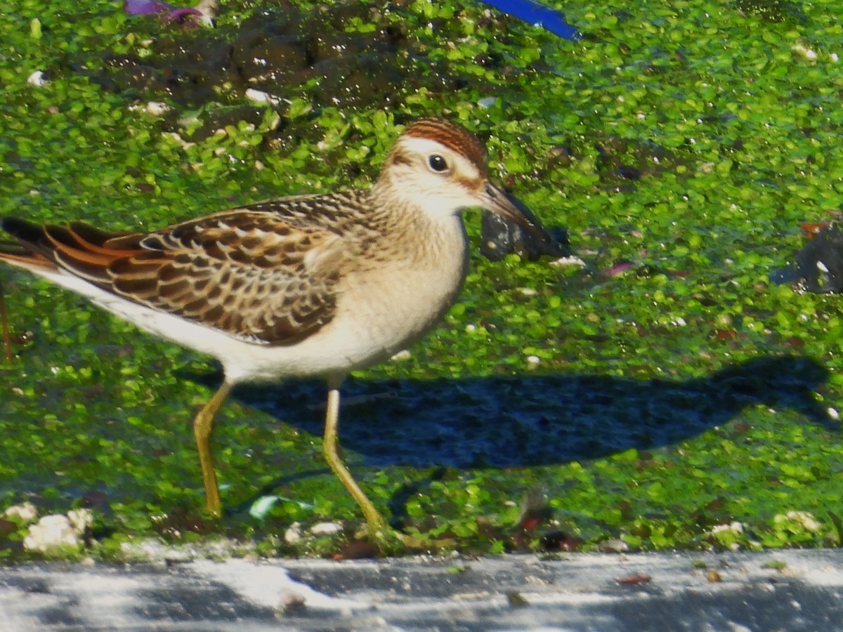 Sharp-tailed Sandpiper - Nick Komar