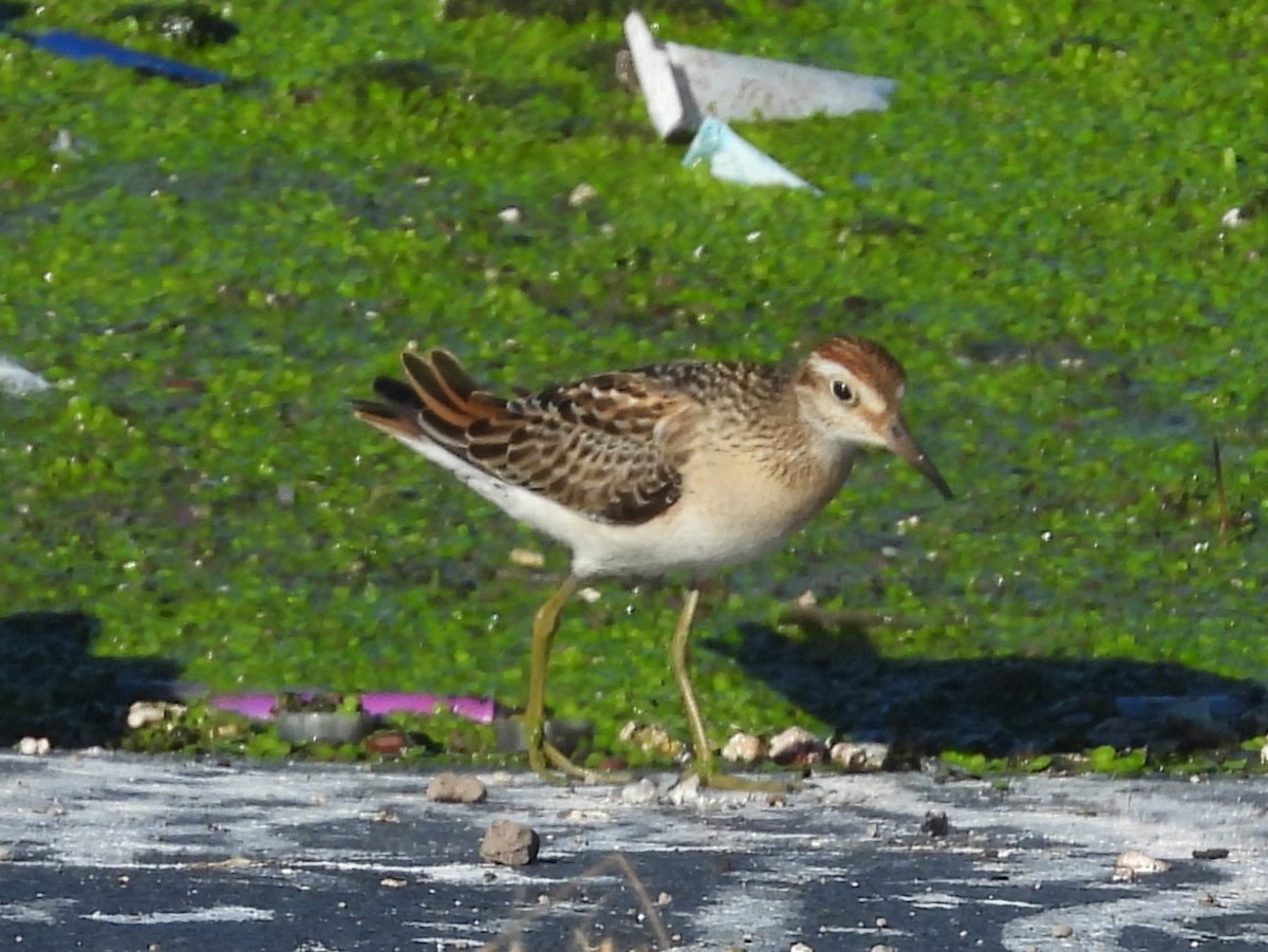 Sharp-tailed Sandpiper - Nick Komar