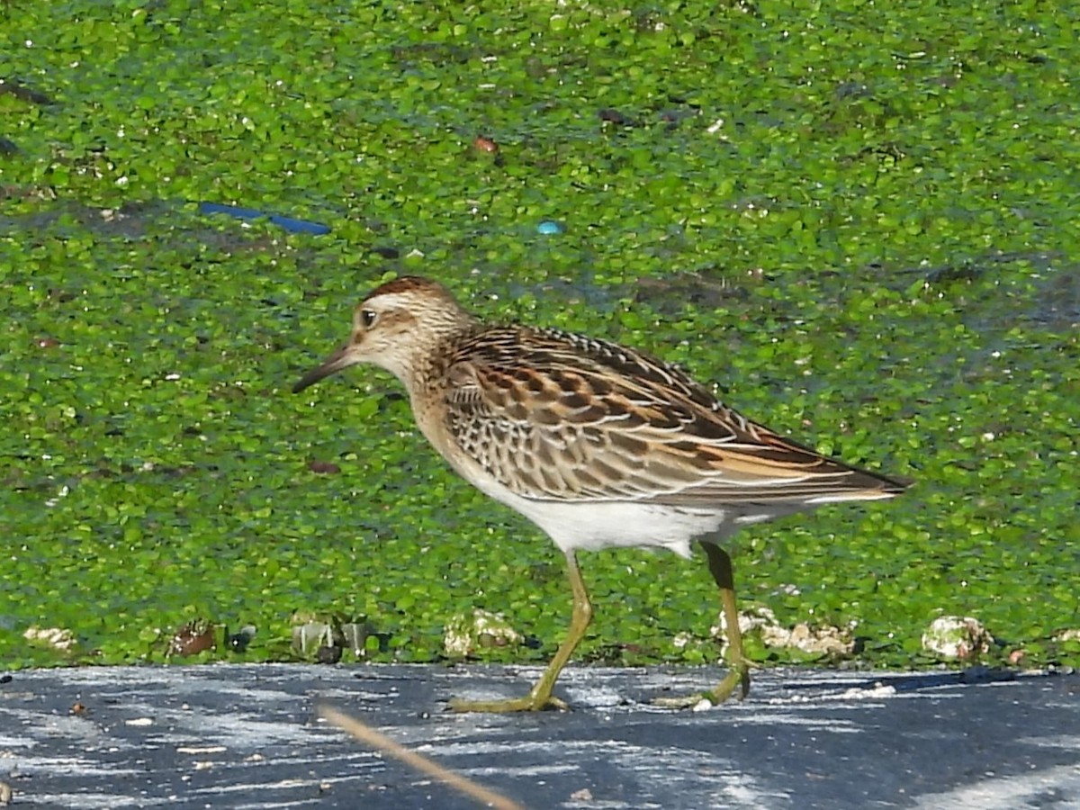 Sharp-tailed Sandpiper - Nick Komar