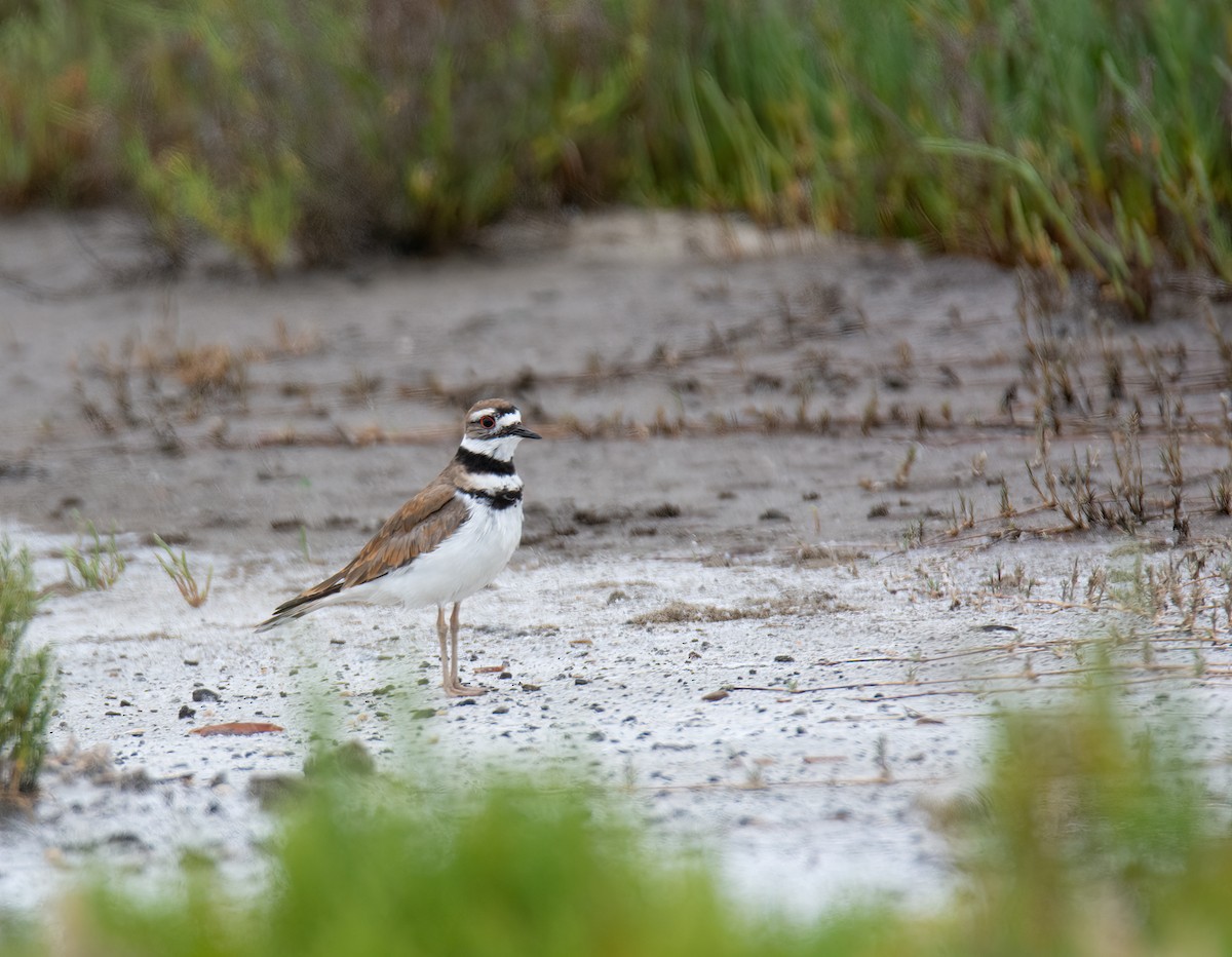 Killdeer - Kim Moore