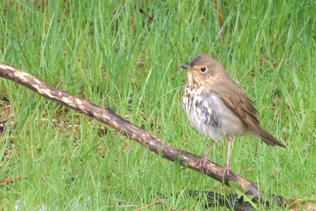 Swainson's Thrush - ML619516625