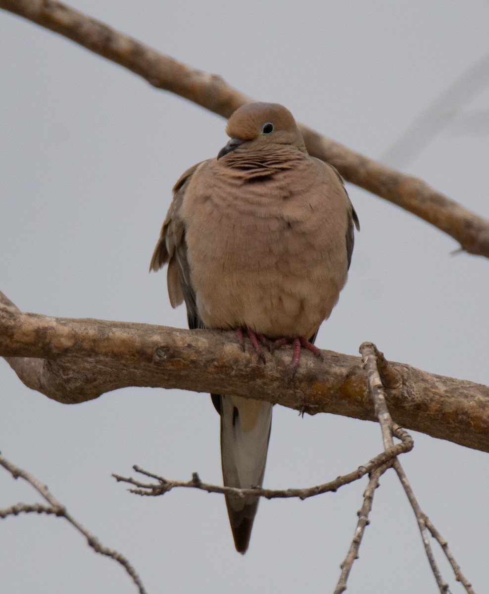 Mourning Dove - Kim Moore