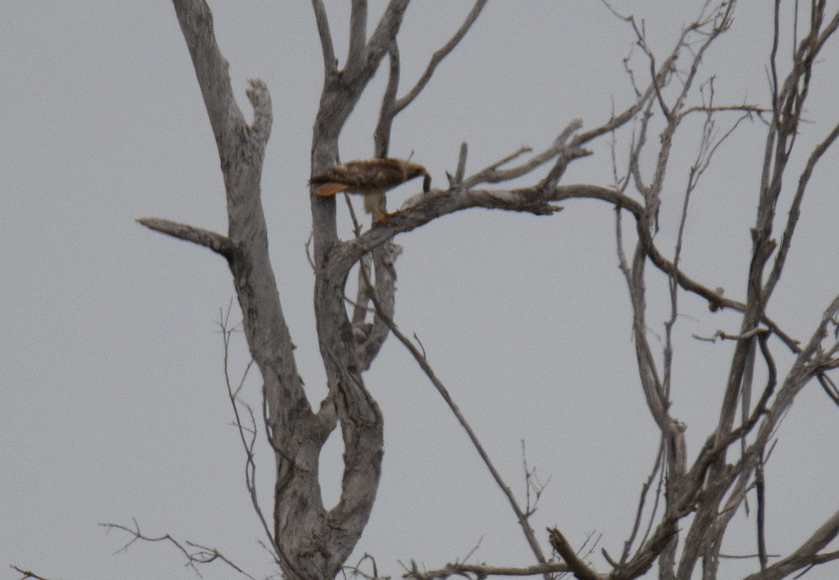 Red-tailed Hawk - Kim Moore