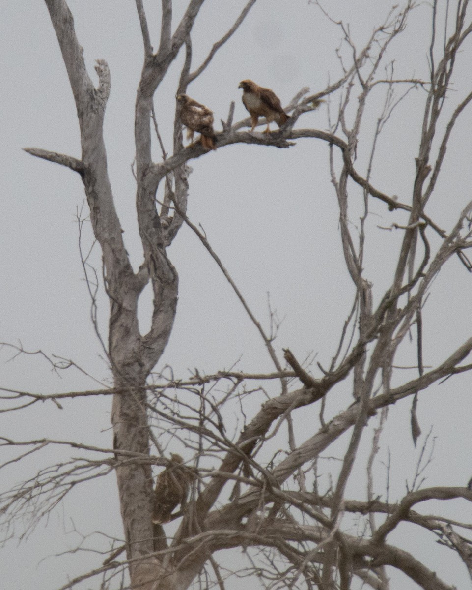 Red-tailed Hawk - Kim Moore