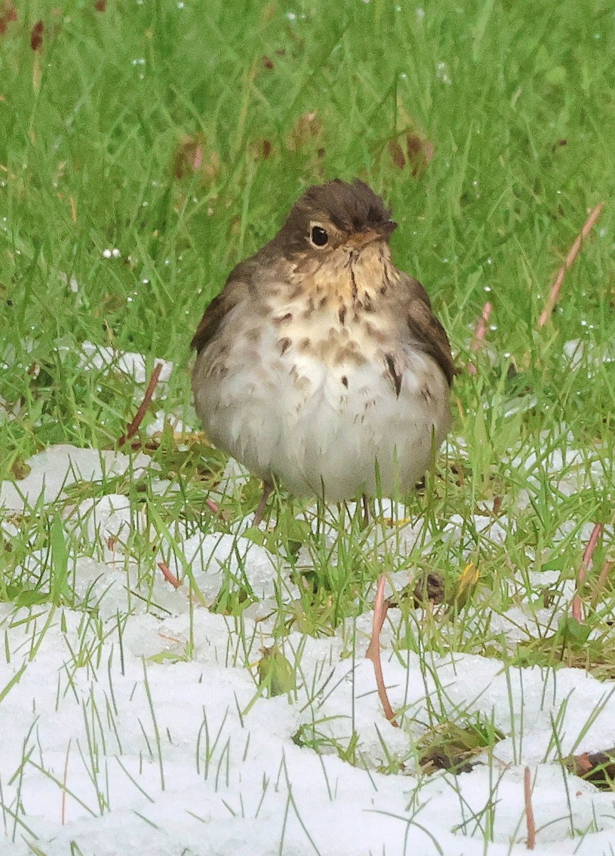 Swainson's Thrush - ML619516634