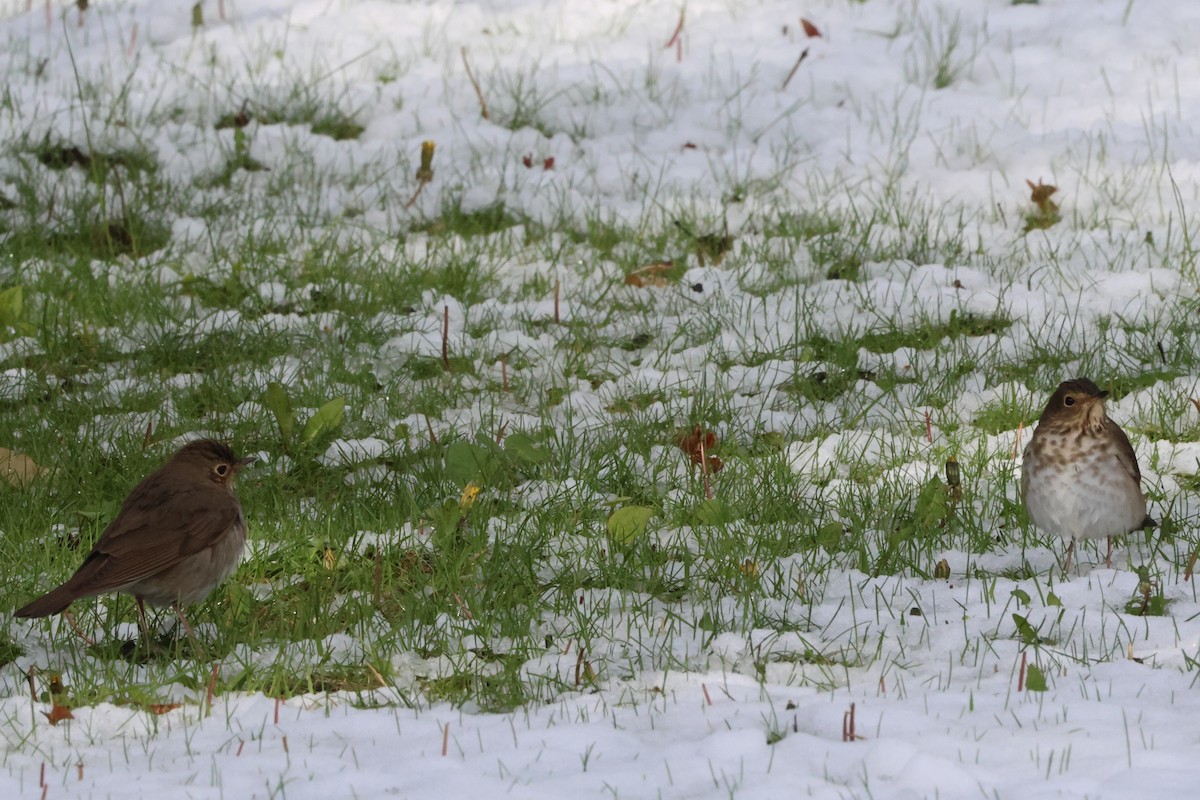 Swainson's Thrush - Susan Hovde