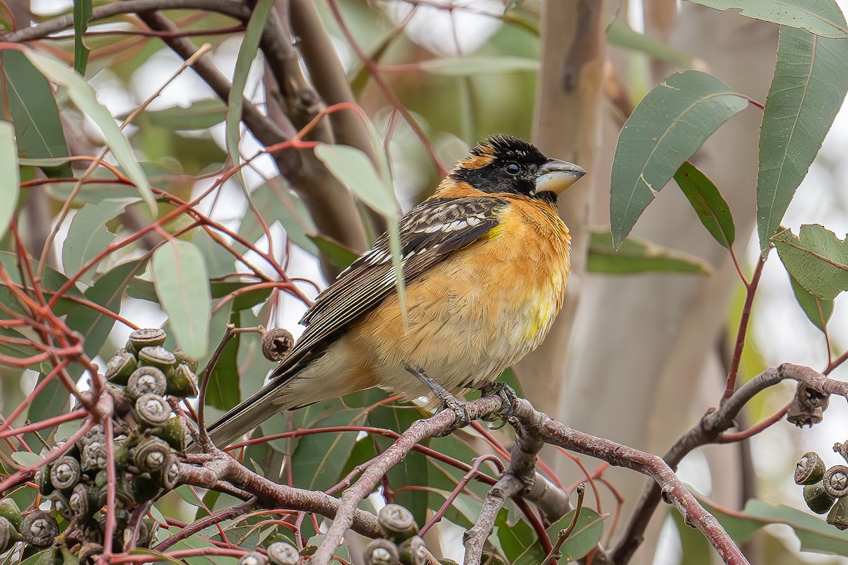 Black-headed Grosbeak - Xiang Gao