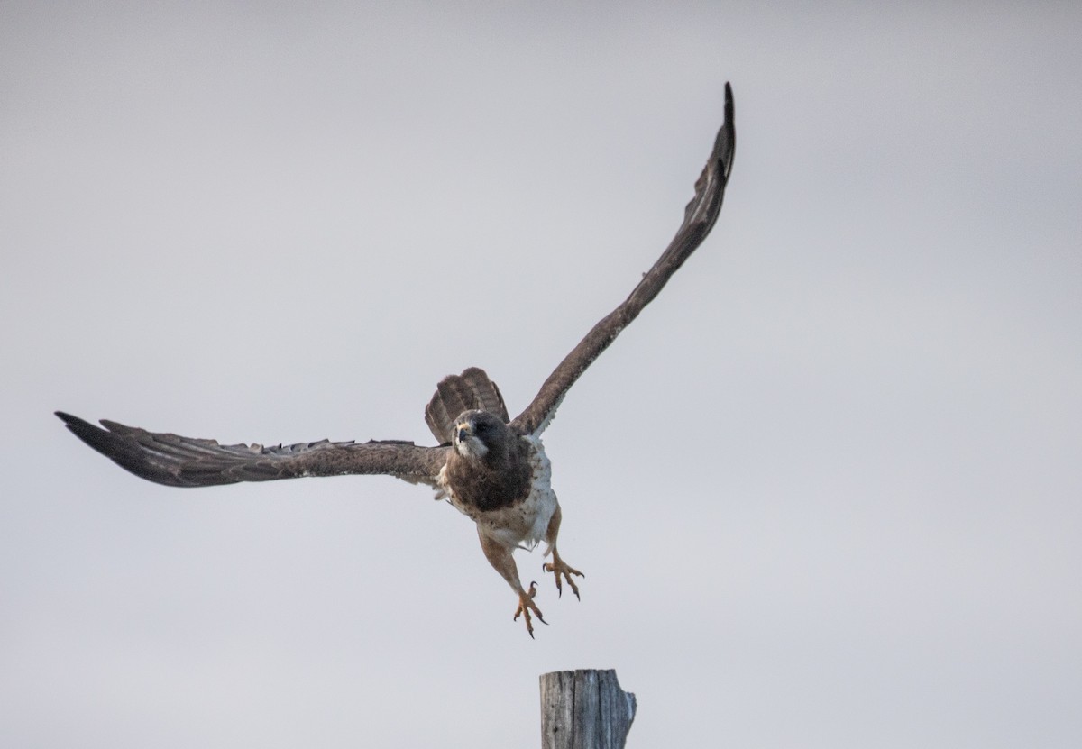 Swainson's Hawk - Chuck Gates