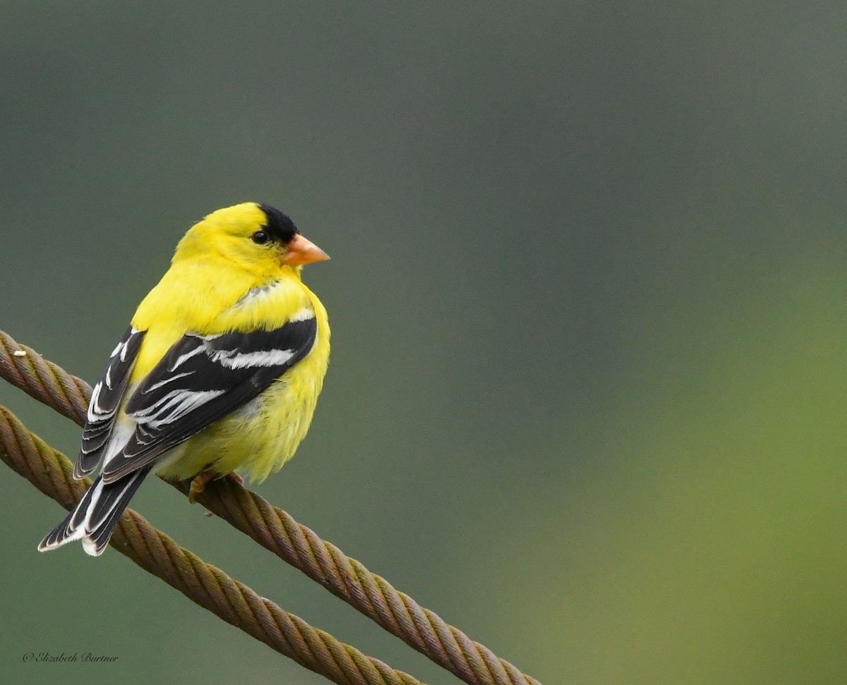 American Goldfinch - Libby Burtner