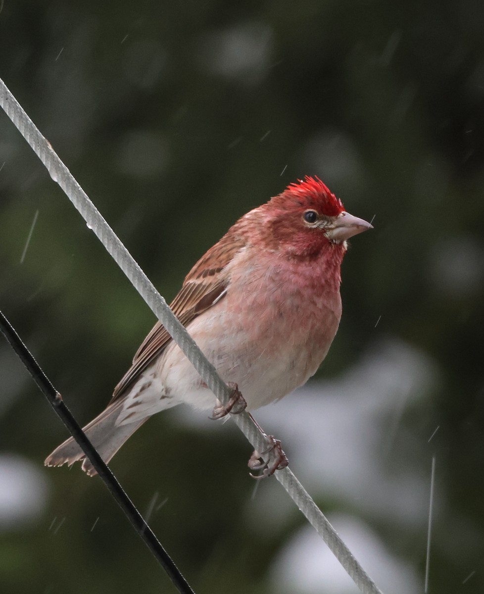 Cassin's Finch - Susan Hovde