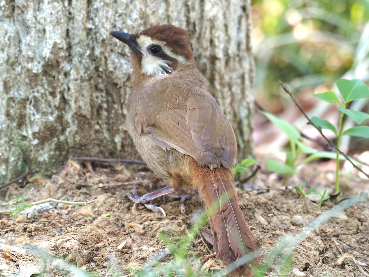 White-browed Laughingthrush - Konstantin Akmarov