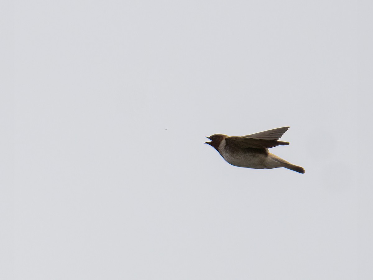 Cliff Swallow - ML619516652