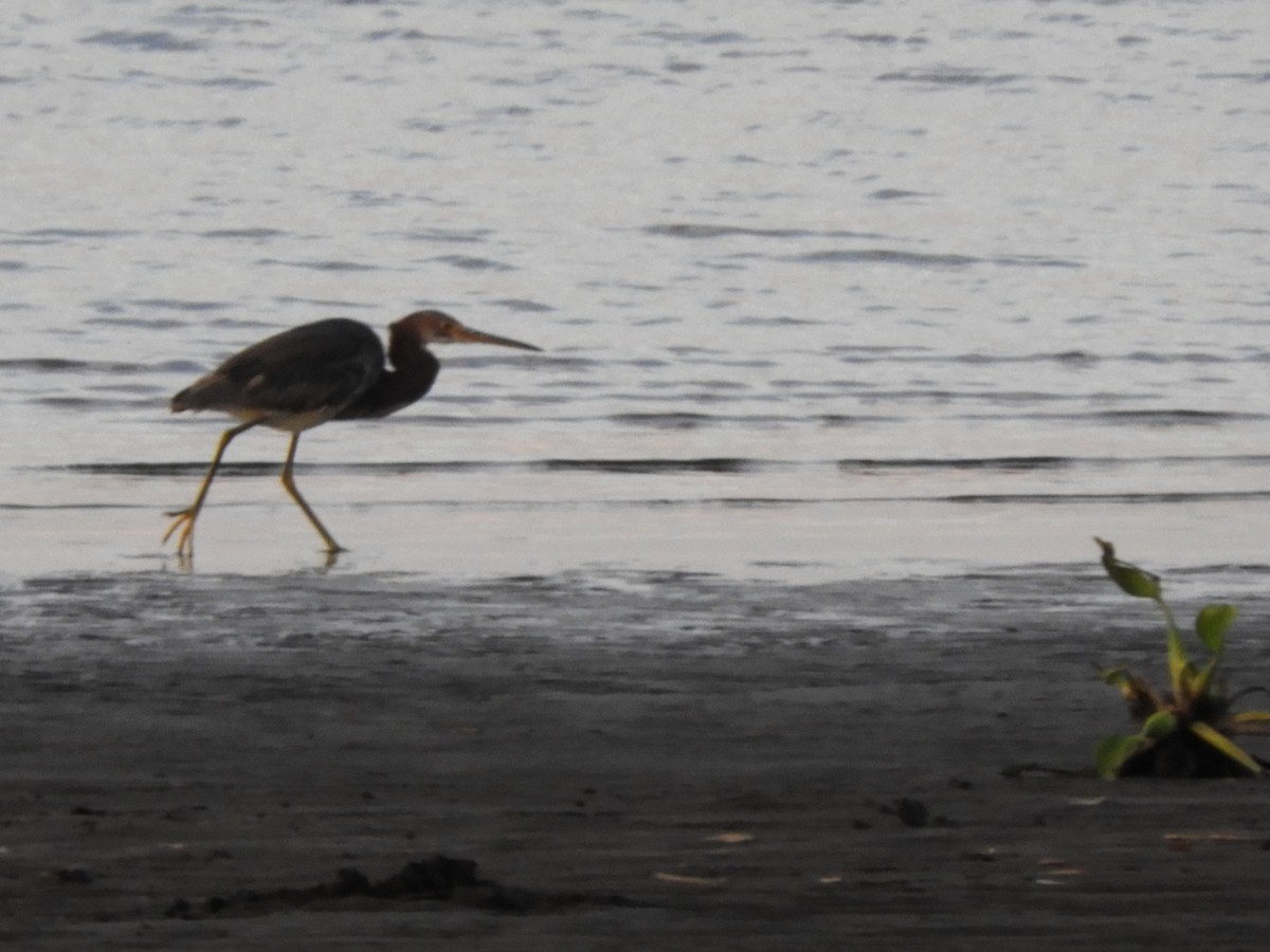 Tricolored Heron - Maria Corriols