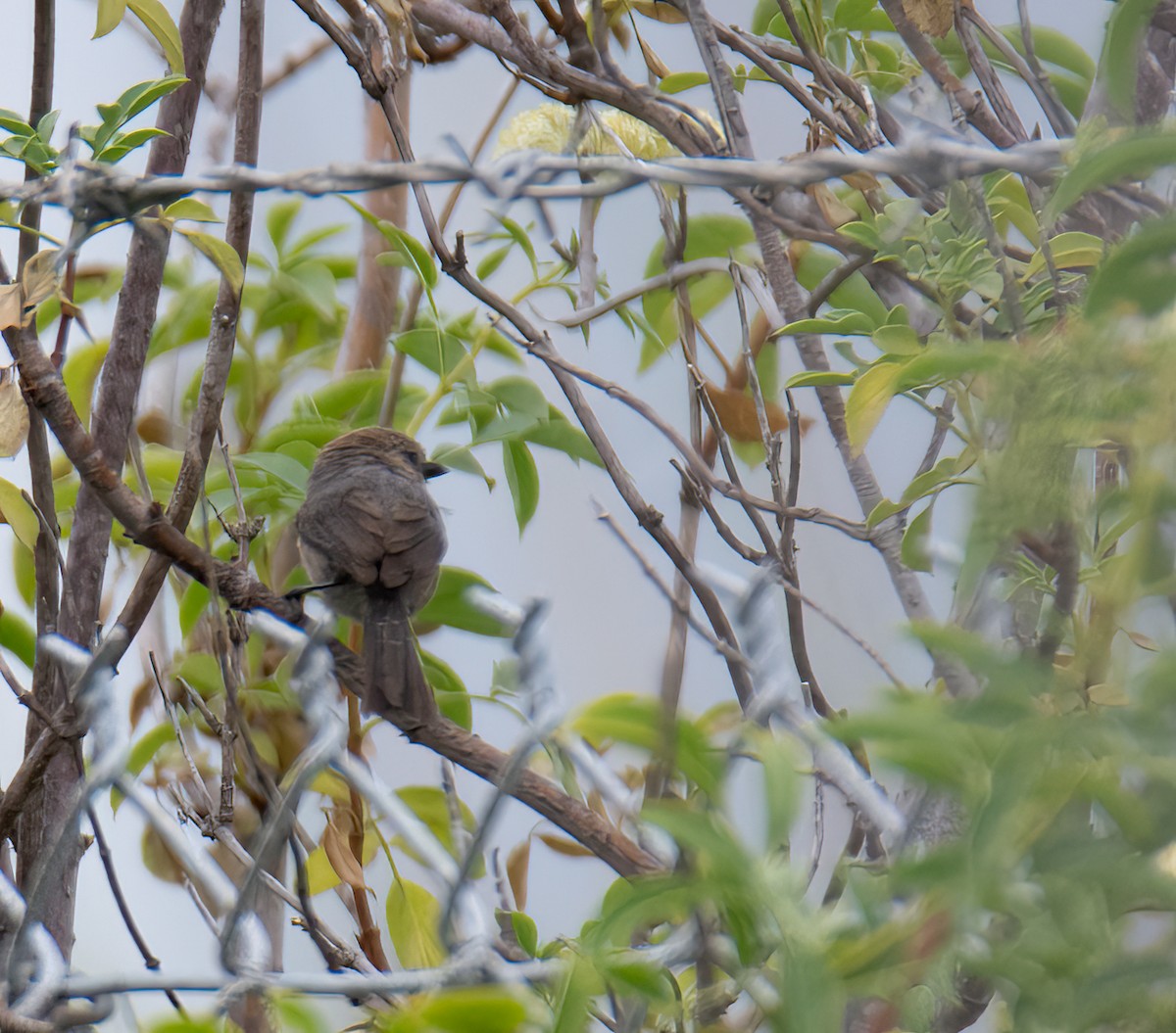 Bushtit - Kim Moore