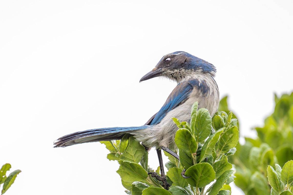 California Scrub-Jay - Xiang Gao