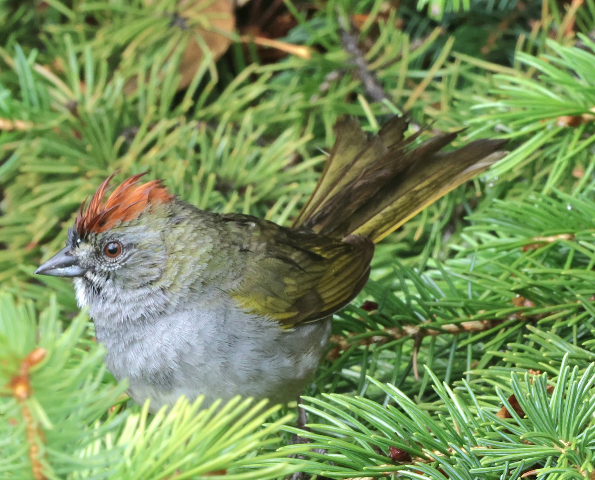 Green-tailed Towhee - Susan Hovde