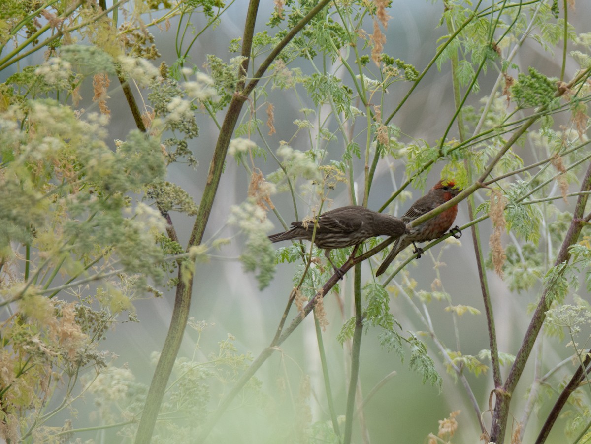 House Finch - Kim Moore