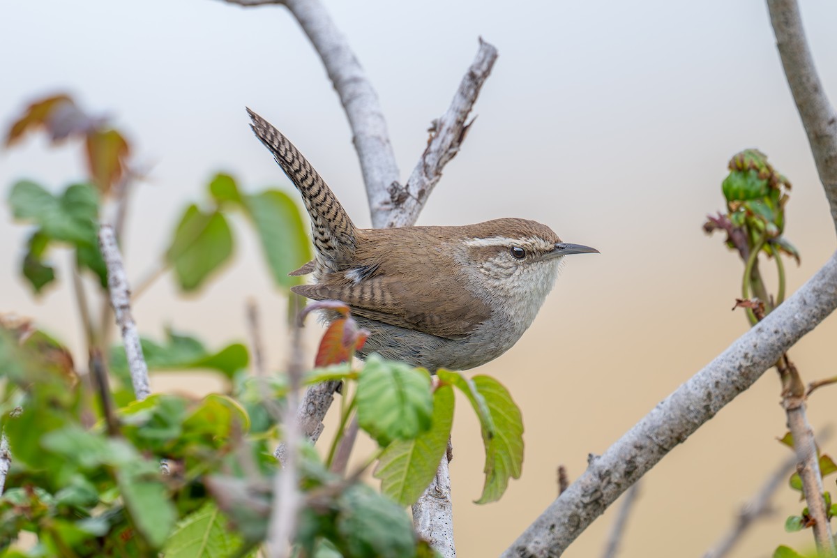 Bewick's Wren - Xiang Gao