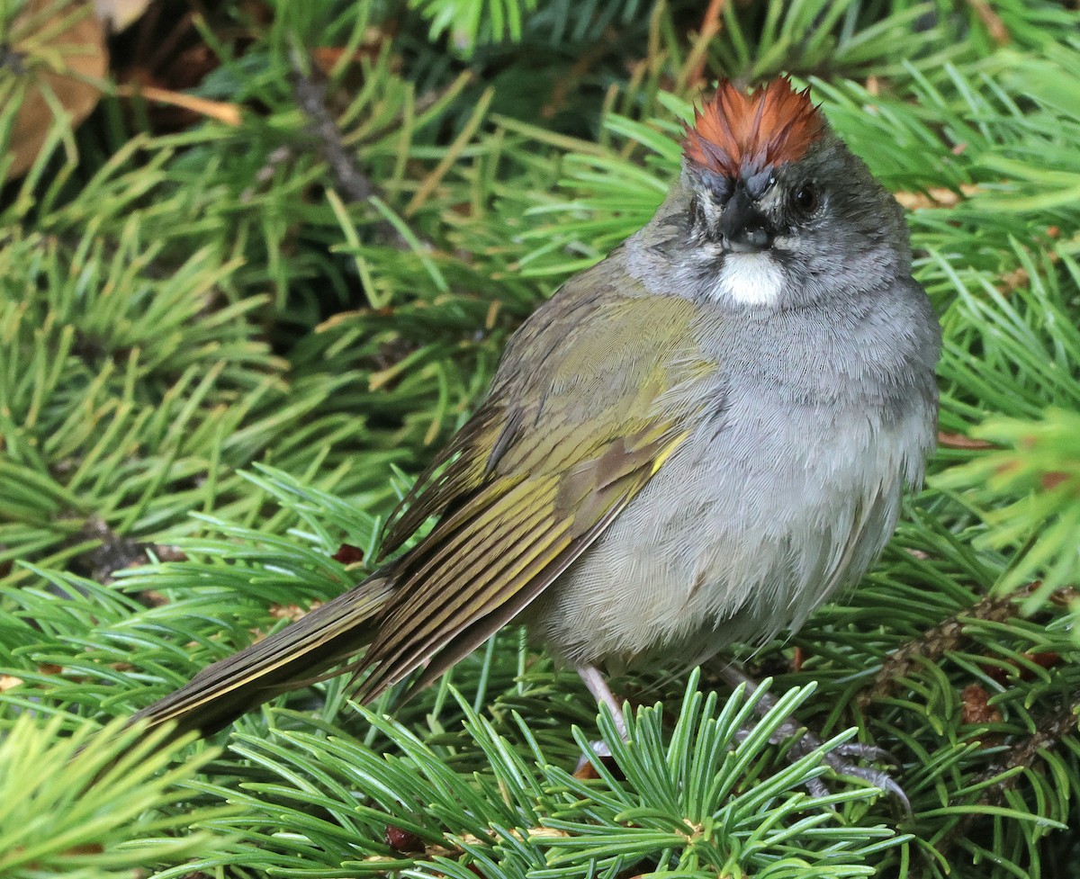 Green-tailed Towhee - Susan Hovde