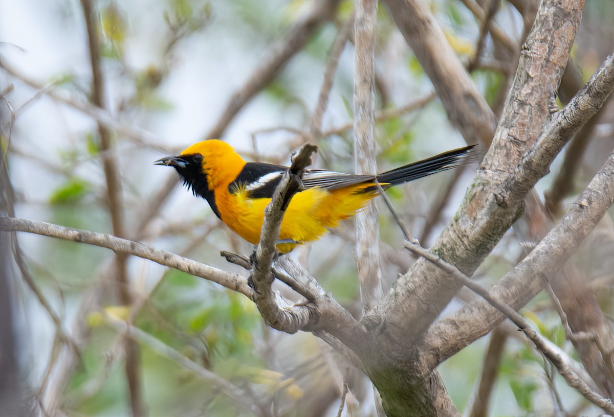 Hooded Oriole - Kim Moore