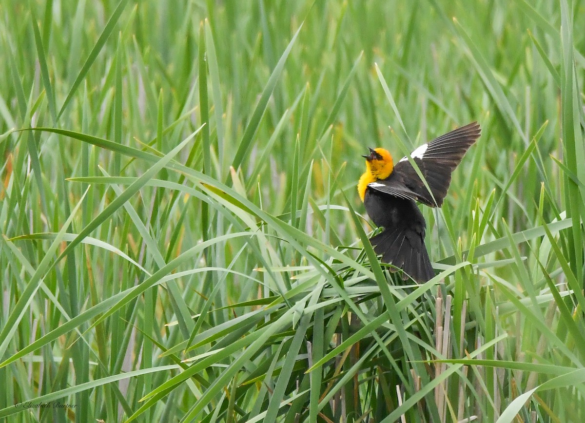 Yellow-headed Blackbird - Libby Burtner