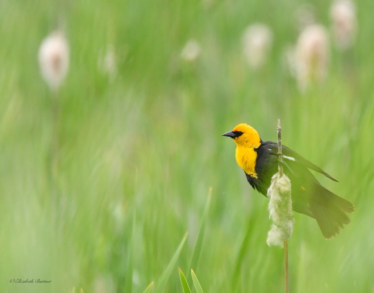 Yellow-headed Blackbird - Libby Burtner