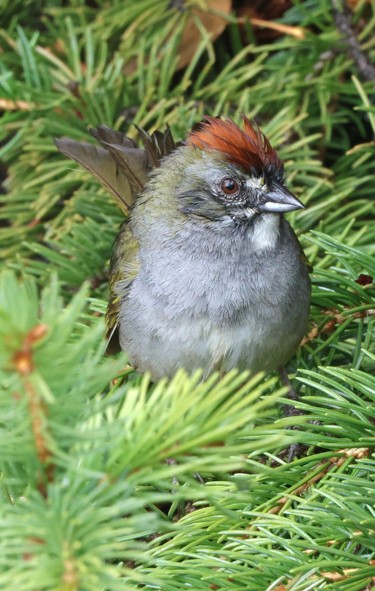 Green-tailed Towhee - Susan Hovde