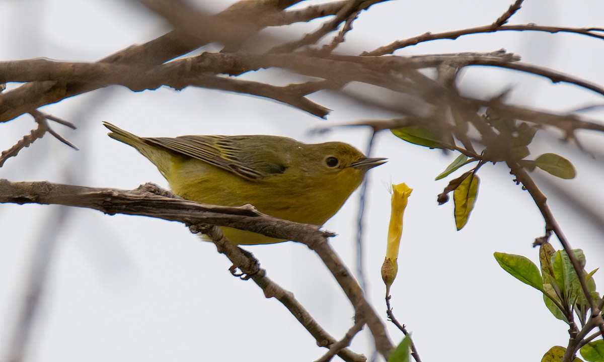 Yellow Warbler - Kim Moore