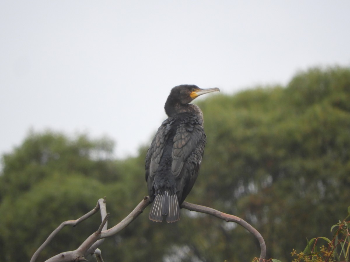 Great Cormorant - Charles Silveira