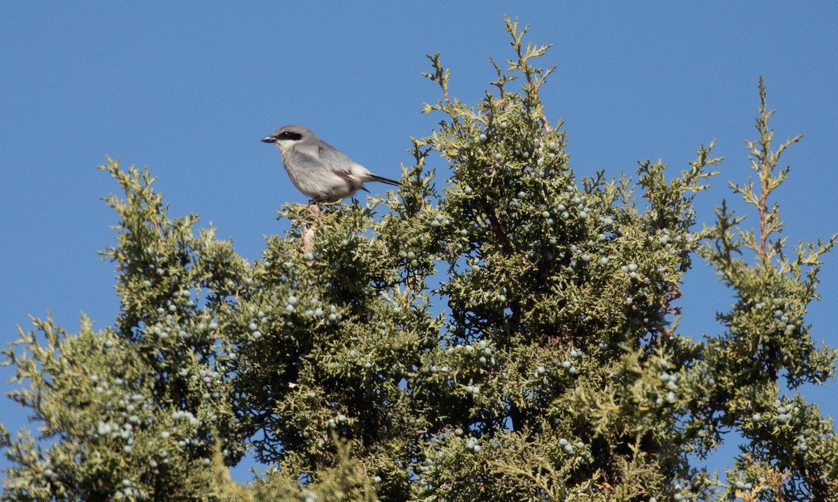 Loggerhead Shrike - Chuck Gates