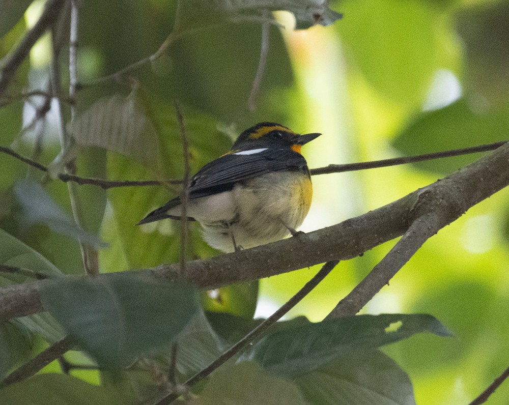 Narcissus Flycatcher - Lindy Fung