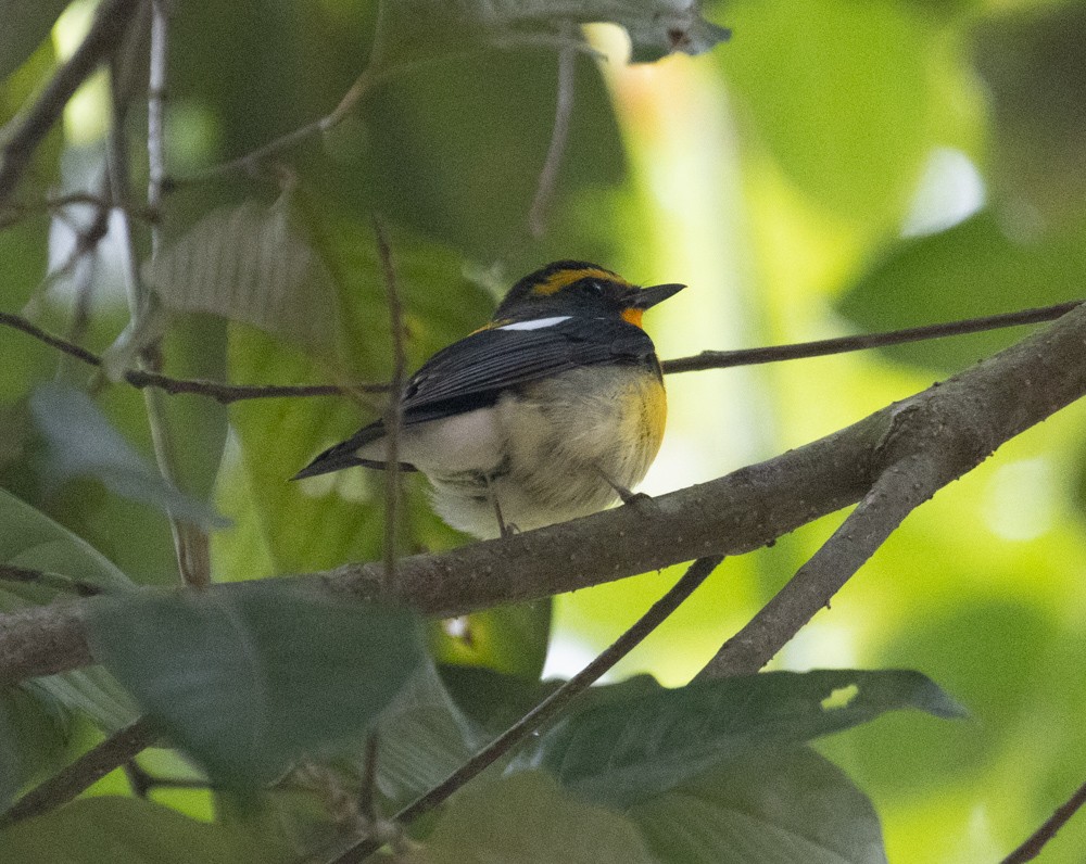 Narcissus Flycatcher - ML619516682