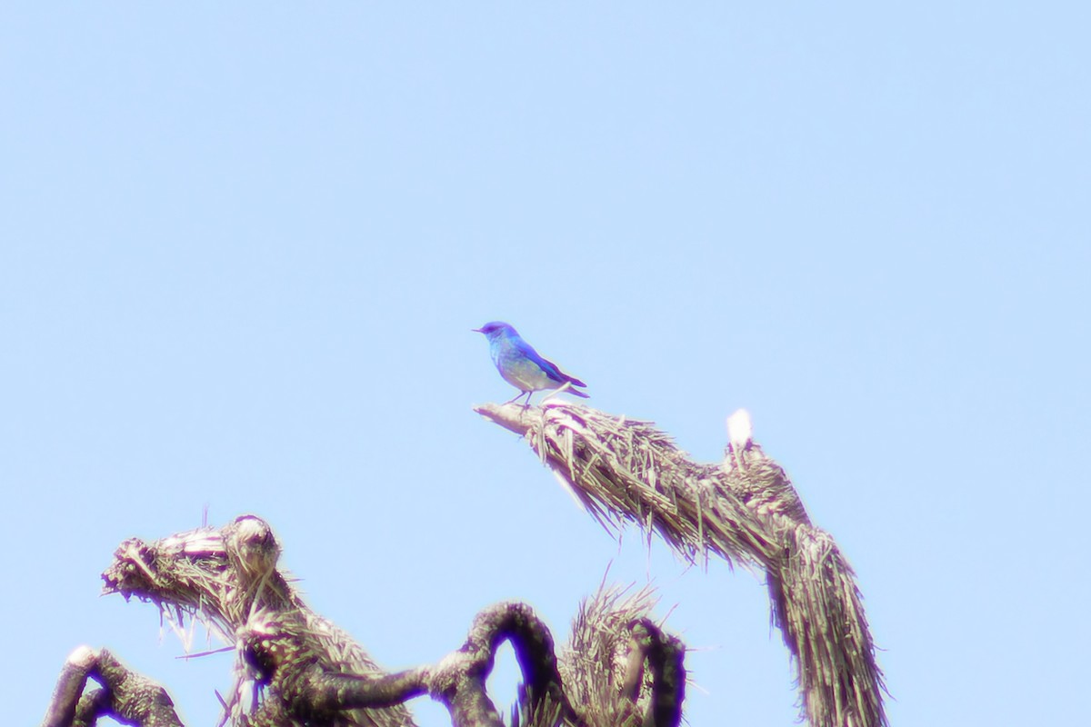 Mountain Bluebird - Gary McLarty