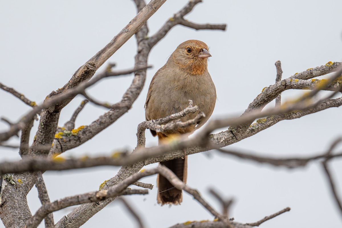 California Towhee - Xiang Gao