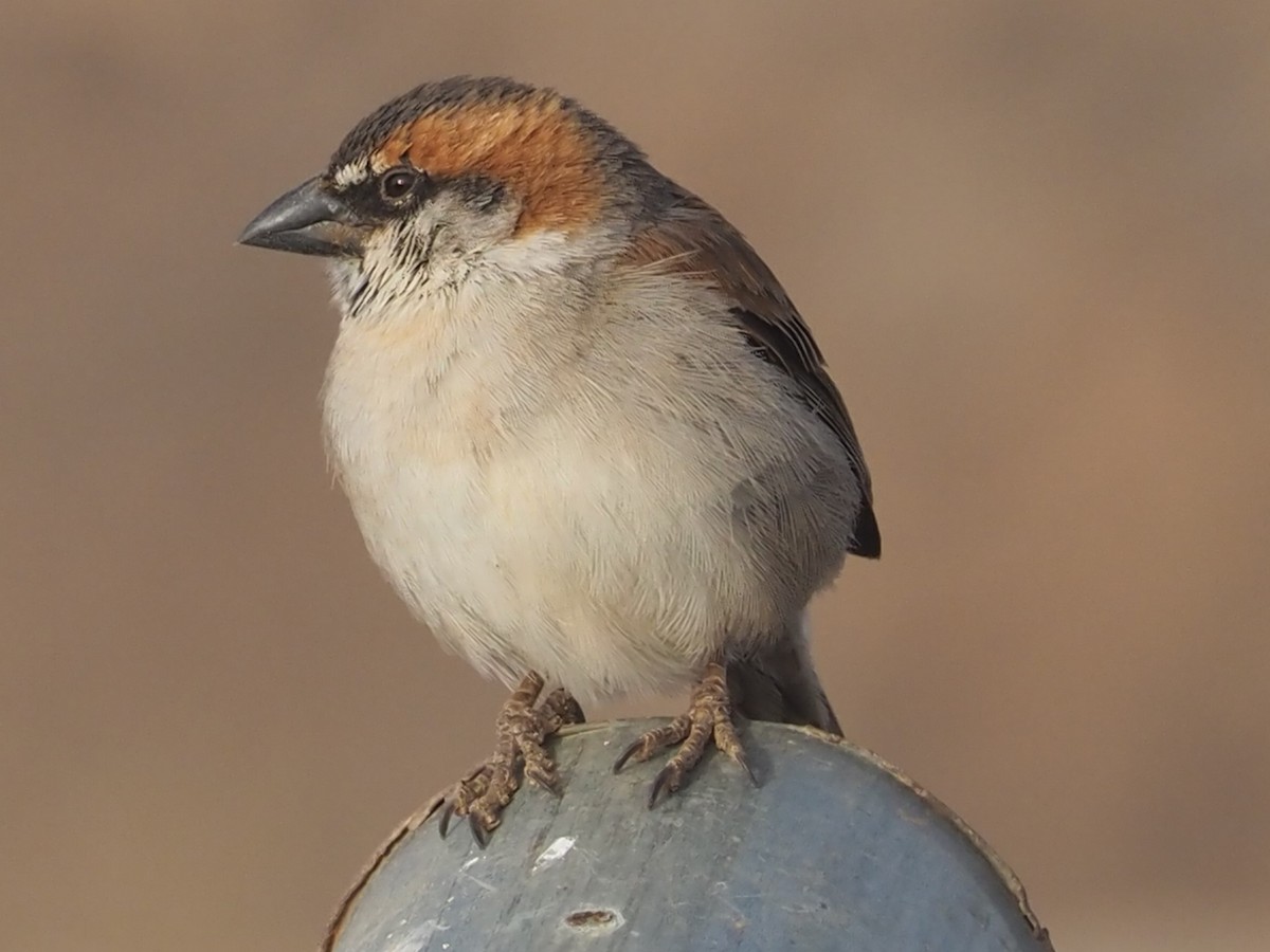Cape Verde Sparrow - José Luis Sobrino González