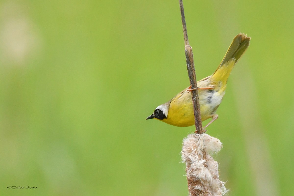 Common Yellowthroat - Libby Burtner