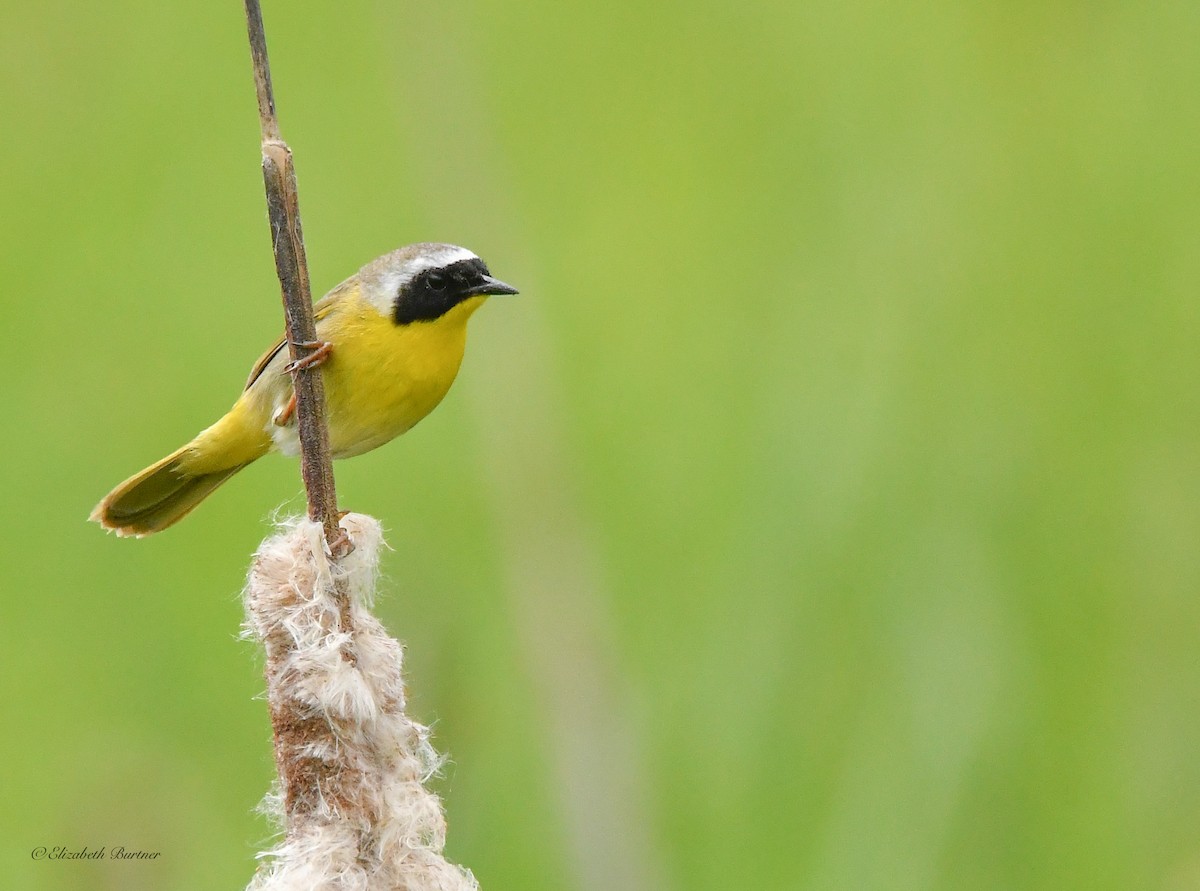 Common Yellowthroat - Libby Burtner